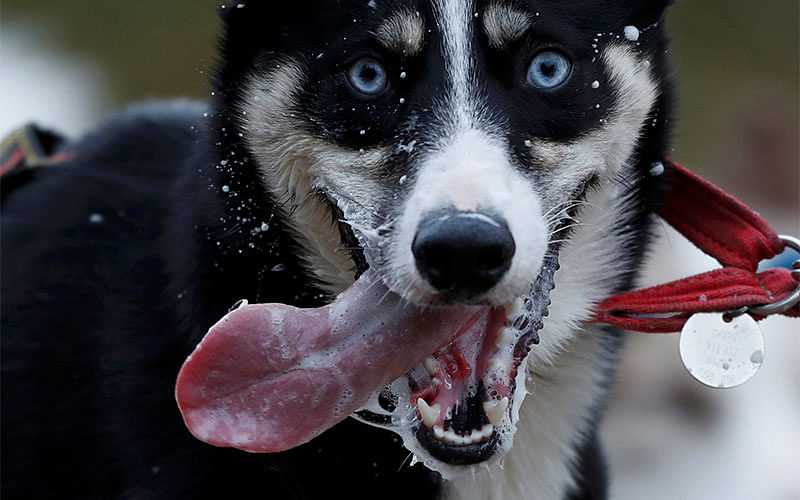 A Husky dog pulls a rig during practice for the Aviemore Sled Dog Rally in Feshiebridge, Scotland, Britain January 24, 2017