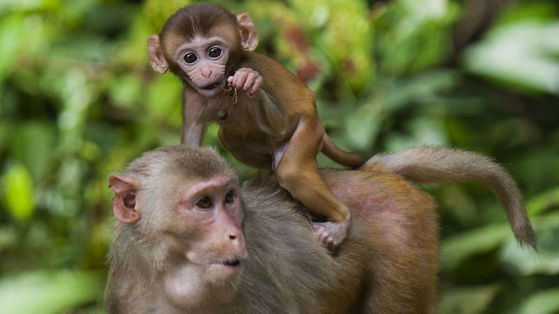 This file photo shows a rhesus monkey carrying her baby on her back at the Hlawga National Park, in Mingaladon, some 22 miles (35 km) north of Yangon.