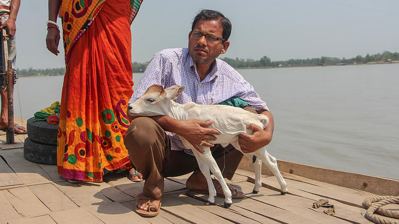 Bimal returns home after visiting a veterinary physician as his cow calf mostly remains very weak. The photo was taken from Dacope upazila, Khulna