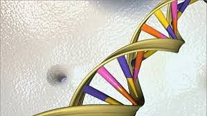 Double helix model of DNA