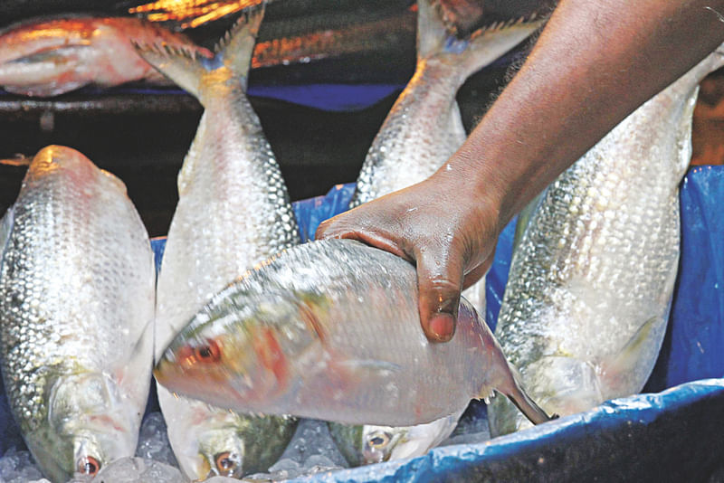 Hilsa fish.