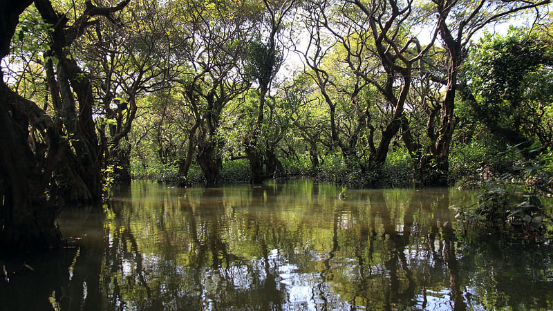 Ratargul Swamp Forest in Gwainghat upazila of Sylhet.