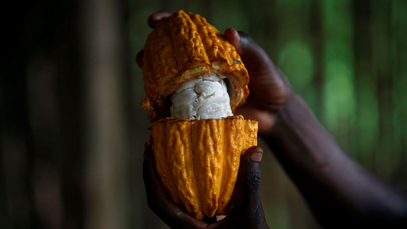 A farmer holds an opened cocoa pod at his farm in Anyama, Ivory Coast