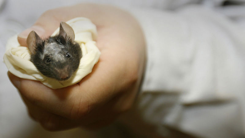 This file photo taken on May 26, 2006 shows a laboratory technician holding a lab mouse before operating on it as part of a stem cell research programme at the National Institute of Biological Sciences in Zhongguancun Science Park in Beijing.