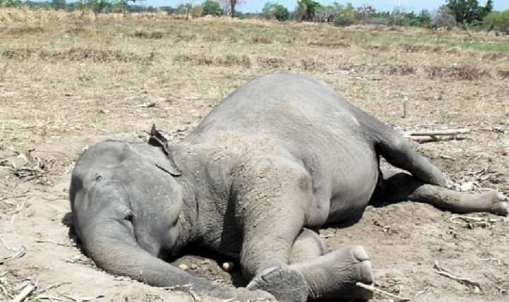 A dead elephant