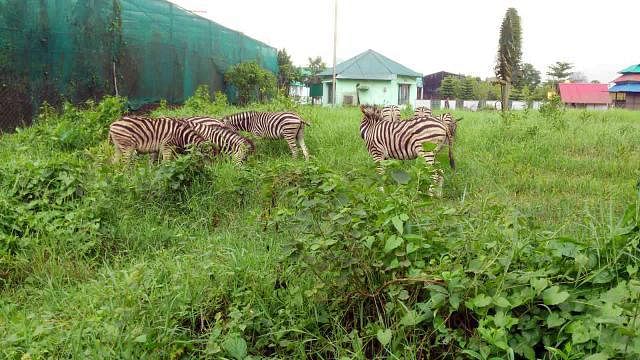 Eight among the nine seized zebras from Sharsha of Jashore on 8 May were later transferred to the Bangabandhu Sheikh Mujib Safari Park. One among them died beforehand.