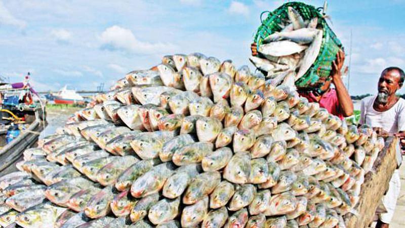 The government ban on hilsa fishing begins from 12 October midnight