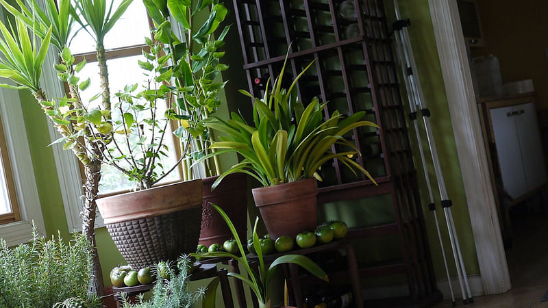 Indoor plants