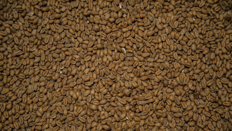 Wheat grains