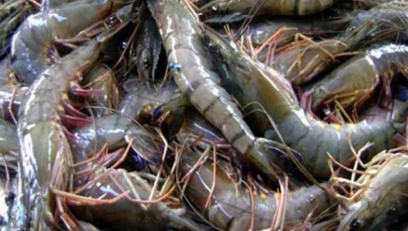 Coronavirus hits Bangladesh's shrimp industry, orders worth Tk 4.6b cancelled