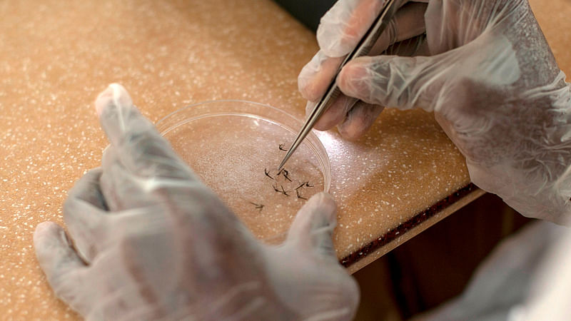 In this file photo taken on 1 May 2018, a worker of the Entomologist Research Centre takes a mosquito to analyse it for the presence of malaria parasite in Obuasi, Ashanti Region in Ghana