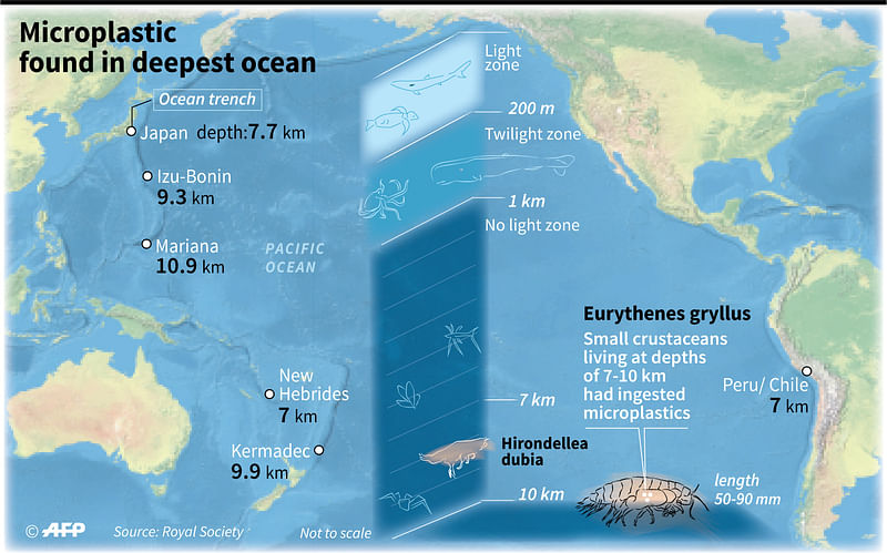 Map showing ocean trenches up to 10 km deep where scientists found tiny shrimps which had ingested microplastics.