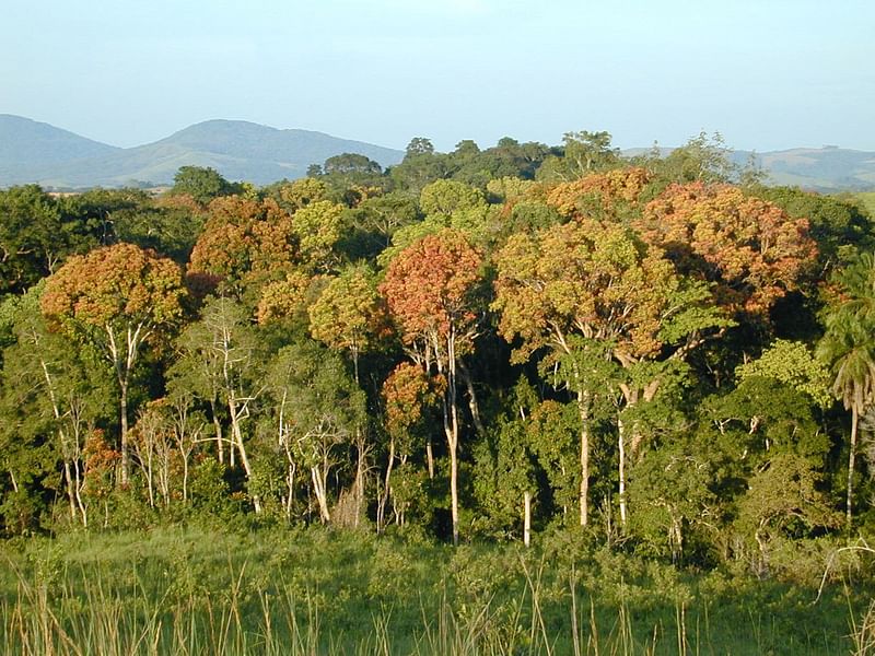 Tropical forest