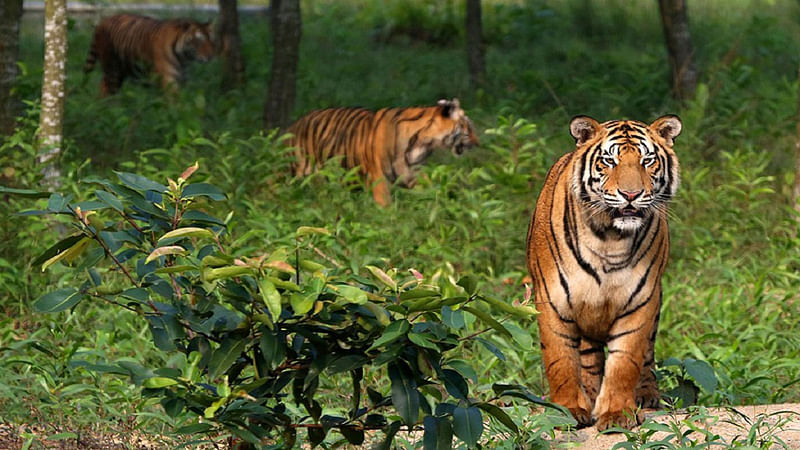 Royal Bengal Tigers