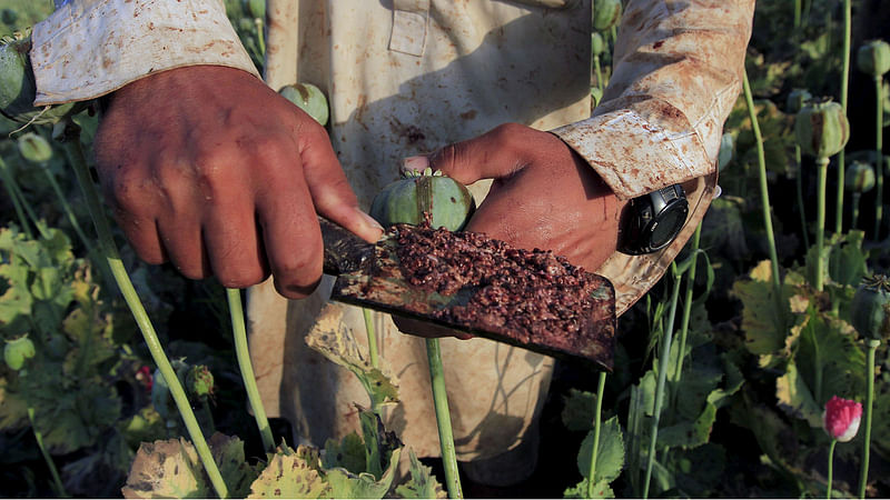 Raw opium from a poppy head is seen at a poppy farmer's field