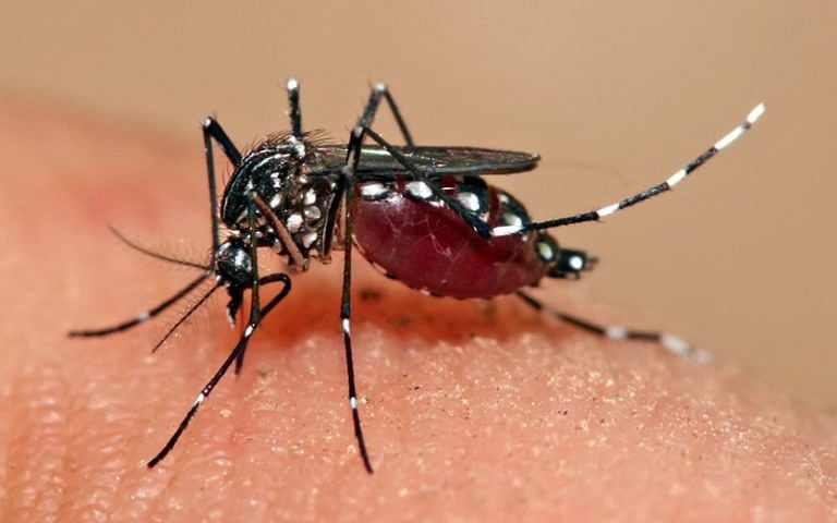 File photo of Aedes mosquito