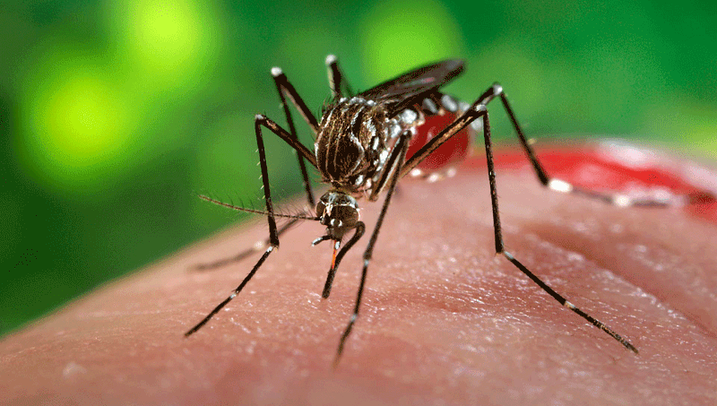 An aedes mosquito.