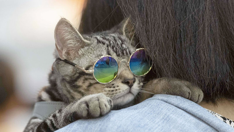 A cat wering glasses leans on the shoulder of its owner