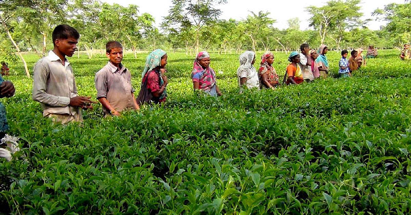 The war brews trouble for Panchagarh's tea industry too