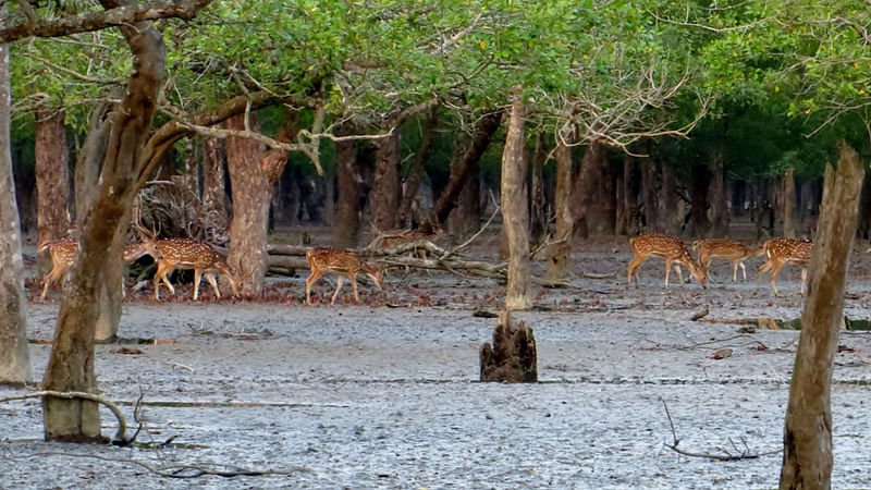 সুন্দরবন