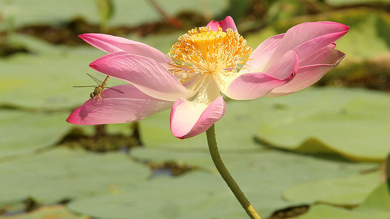 স্বাদ ও সৌন্দর্য দুটোই পাওয়া যায় শাপলাফুল থেকে