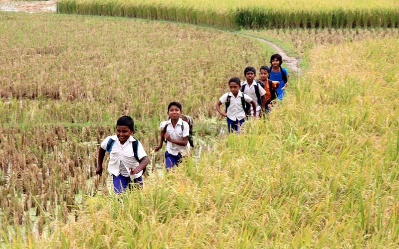 জমির আল ধরে স্কুলে যাচ্ছে একদল শিশু শিক্ষার্থী