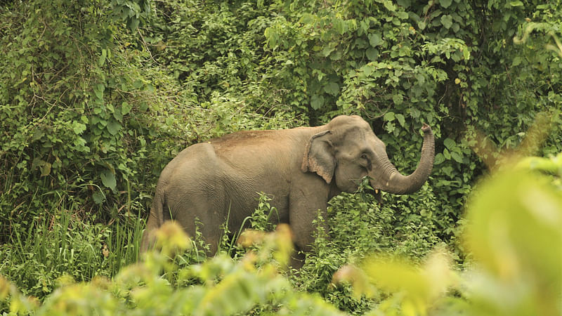 হাতি