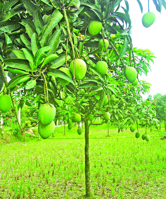 রংপুরের মিঠাপুকুর উপজেলায় চাষিরা ধানখেতে হাঁড়িভাঙা আমের চাষ করছেন    ছবি: প্রথম আলো