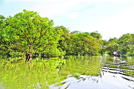 সিলেটের গোয়াইনঘাট উপজেলার জলাবনখ্যাত রাতারগুলে সারি সারি হিজলগাছ  ছবি: প্রথম আলো