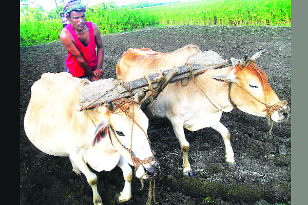 ভোর থেকেই রহিদুল মাঠে চাষ করেন