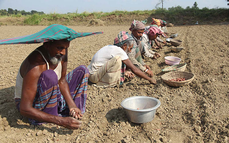 চলছে গুটি পেঁয়াজ বোনার মৌসুম। তিন মাসেই এই গুটি জাতের পেঁয়াজ ঘরে তুলতে পারবেন কৃষক। তাই জমিতে কৃষকেরা এখন ব্যস্ত সময় কাটাচ্ছে। ছবিটি আজ মঙ্গলবার ফরিদপুর সদরের চৌধুরী ডাঙ্গী এলাকা থেকে তোলা। ছবি: আলীমুজ্জামান, ফরিদপুর