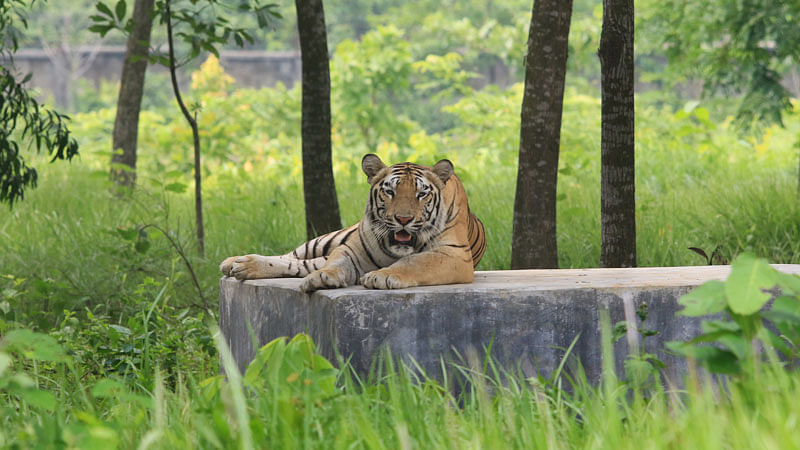 ফাইল ছবি