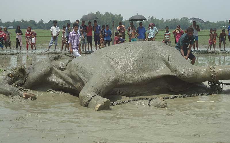 বঙ্গ বাহাদুরকে নিয়ে আর কাউকে ভাবতে হবে না। আজ মঙ্গলবার সকাল সাড়ে ৬টায় জামালপুরের সরিষাবাড়ীর কয়ড়া গ্রামের মাঠে মারা গেছে হাতিটি। ছবি: শফিকুল ইসলাম