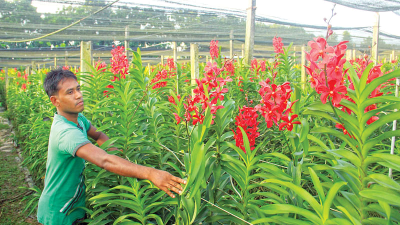 ময়মনসিংহের ফুলবাড়িয়া উপজেলার একটি অর্কিড বাগান l ছবি: জগলুল পাশা