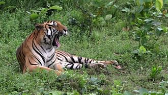 আয়েশে বসে হাই তুলছে বাঘ