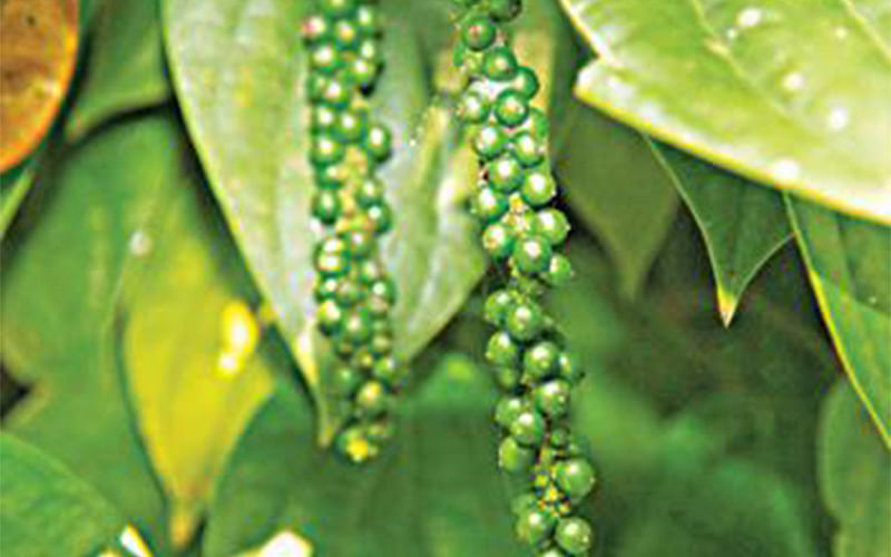 গোলমরিচের গাছ