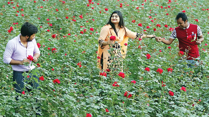 সাভারের বিরুলিয়া ইউনিয়নে তুরাগ নদীর তীরে এই গোলাপ গ্রাম সাদুল্লাহপুরের অবস্থান l ছবি: সাইফুল ইসলাম