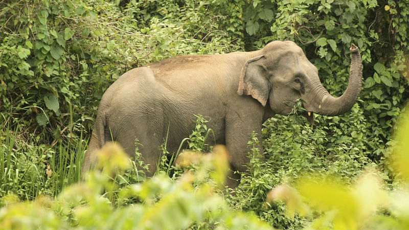 প্রথম আলো ফাইল ছবি