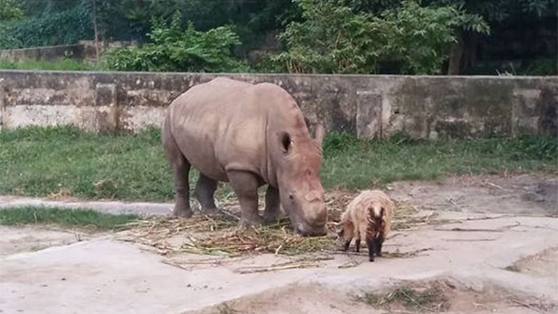 বান্ধবী ভেড়ার সঙ্গে গন্ডার কাঞ্চি। ছবিটি গতকাল বুধবার জাতীয় চিড়িয়াখানা থেকে তোলা। ছবি: শাকিলা হক