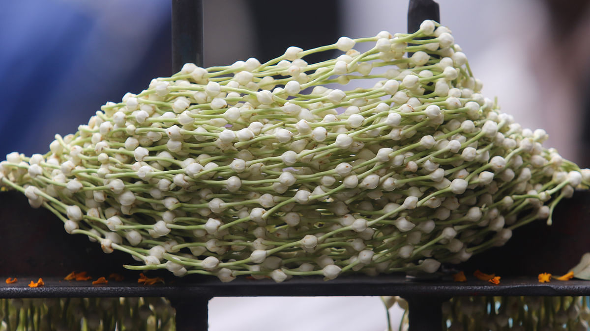 কাঠমালতির ফুল দিয়ে তৈরি করা হয় ‘গাজরা’। এক শ মালার দাম ৬০০ থেকে ৭০০ টাকা। শাহবাগ, ঢাকা, ২৫ অক্টোবর। ছবি: আবদুস সালাম