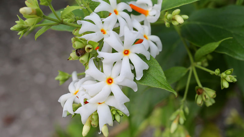 শিউলিগাছে শুভ্র শিউলি।