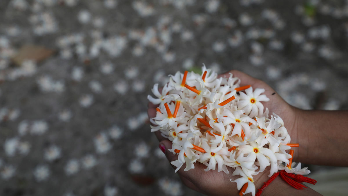 দুহাতে কুড়িয়ে নেওয়া শিউলি।