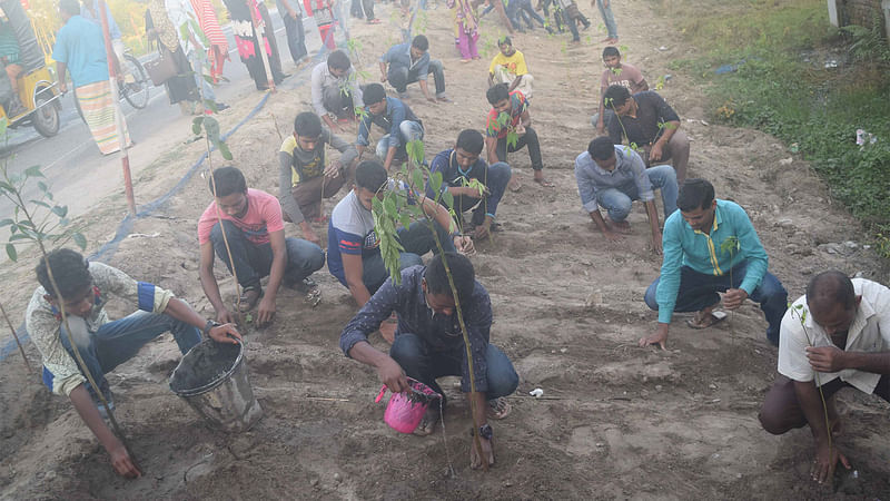 প্রথম আলোর ১৯তম প্রতিষ্ঠাবার্ষিকী উপলক্ষে তারাগঞ্জ বন্ধুসভার সদস্যরা রাস্তার পাশে ৩০০ গাছের চারা রোপণ করছেন। ছবি: রহিদুল মিয়া