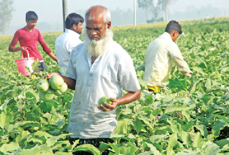 বগুড়ার শাজাহানপুর উপজেলার হরিণগাড়ী গ্রামের মাঠে বেগুন তুলছেন কৃষকেরা। সম্প্রতি তোলা ছবি l প্রথম আলো