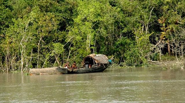 সুন্দরবন। প্রথম আলো ফাইল ছবি