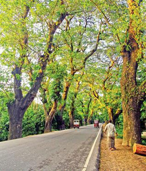 যশোর-বেনাপোল মহাসড়কের শতবর্ষী এসব গাছ কেটে সড়কটি সম্প্রসারণের সিদ্ধান্ত নেওয়া হয়েছে। ছবিটি সম্প্রতি ঝিকরগাছার শিমুলিয়া থেকে তোলা ।  প্রথম আলো