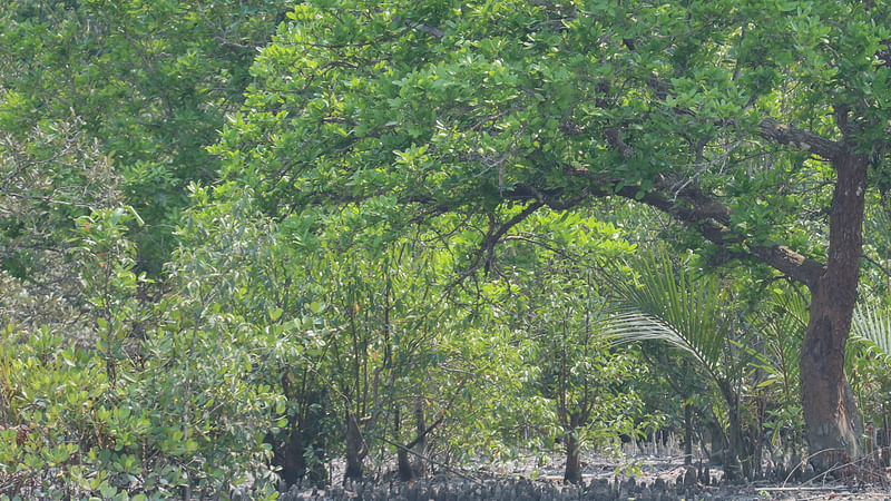 প্রথম আলোর ফাইল ছবি