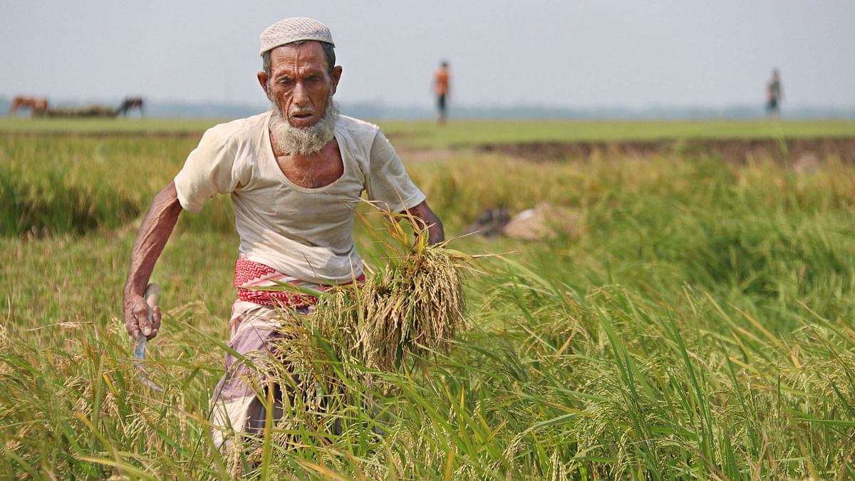 আক্ষেপ নিয়েই আধা পাকা ধান কাটছেন এই ‍প্রবীণ কৃষক।