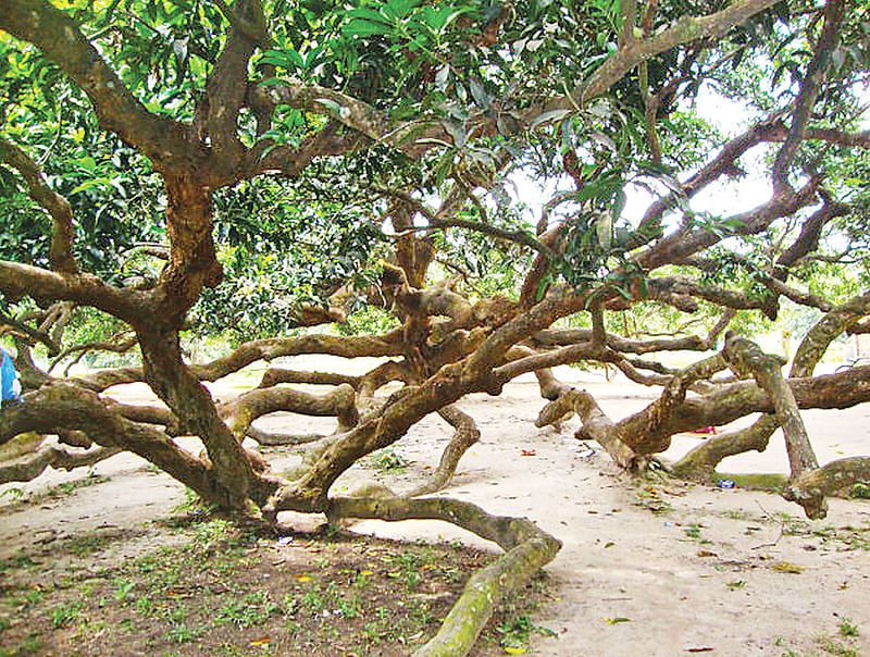 ঠাকুরগাঁওয়ের বালিয়াডাঙ্গী উপজেলার মন্ডুমালা গ্রামে ব্যতিক্রমী আমগাছ।  ছবি: প্রথম আলো