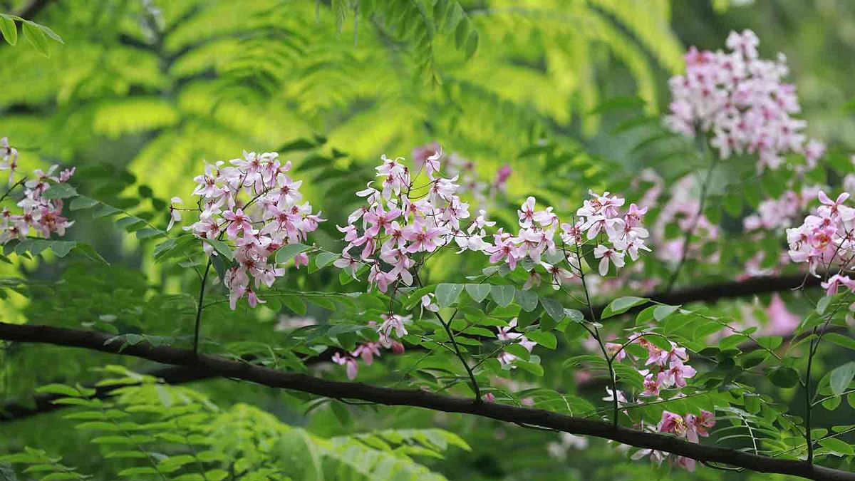 বার্মিজ সোনালু বা বার্মা সোনালু ফুল। আদি নিবাস মিয়ামনার বলেই তার এই নাম। চারুকলা অনুষদ, ঢাকা বিশ্ববিদ্যালয়, ঢাকা, ২৯ এপ্রিল। ছবি: শুভ্র কান্তি দাশ